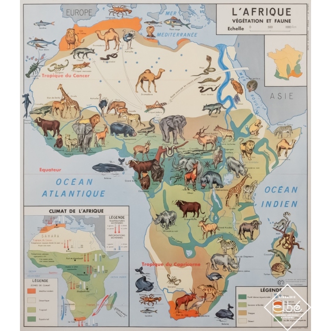 Affiche ancienne originale - J. Anscombre -  - Carte scolaire illustrée - L'Afrique végétation et faune - 90,5 par 79,5 cm